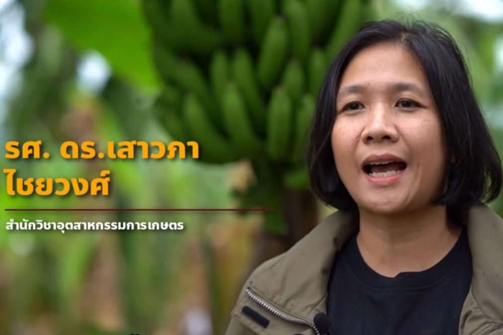 กล้วยหรือผลิตผลทางการเกษตรผ่านฤดูหนาวของภาคเหนือในประเทศไทยไปได้อย่างสวยงามได้อย่างไร?